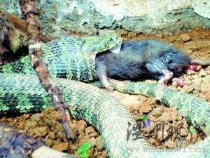 “蛇中大熊貓”莽山烙鐵頭蛇現身韶關(圖)