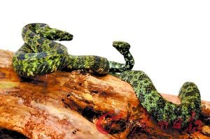 “蛇中大熊貓”莽山烙鐵頭蛇現身韶關(圖)