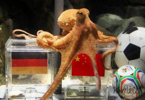 神準章魚哥被網友PS惡搞半決賽中國贏德國？(圖)