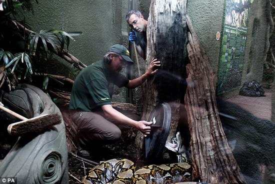 組圖：7名動物園工作人員抬7米長巨蟒做檢查