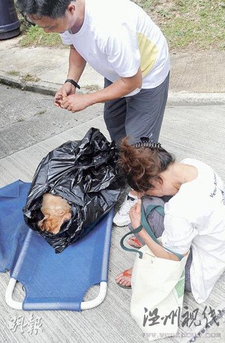 主人被水沖走遇險(xiǎn)義犬跳激流救主身亡(圖)