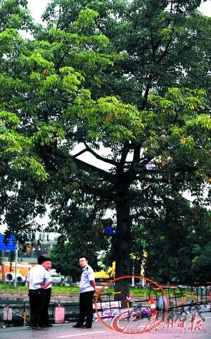 男子樹下打手機遭雷劈身亡(圖)