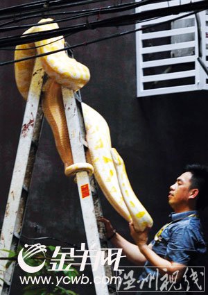 海珠區(qū)居民樓驚現(xiàn)三米長(zhǎng)黃金巨蟒 街坊嚇破膽(組圖)