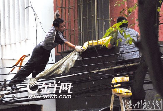 海珠區(qū)居民樓驚現(xiàn)三米長(zhǎng)黃金巨蟒 街坊嚇破膽(組圖)