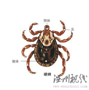 蜱蟲