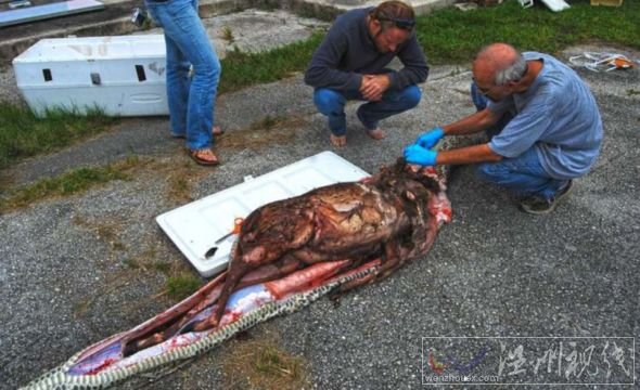 4.8米巨蟒被捕獲