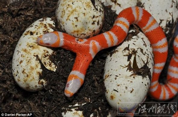 奶蛇喜歡吃昆蟲、小型哺乳動物和鳥類，雙頭白化蛇圖片可能希望吃雙份