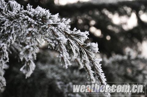 河北保定現霧凇美景（組圖）