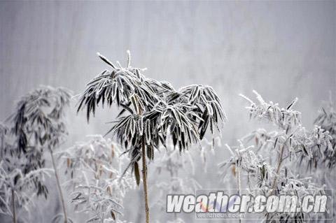 河北保定現霧凇美景（組圖）