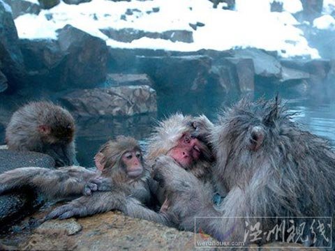 組圖：日本雪猴泡溫泉取暖 閉眼享受