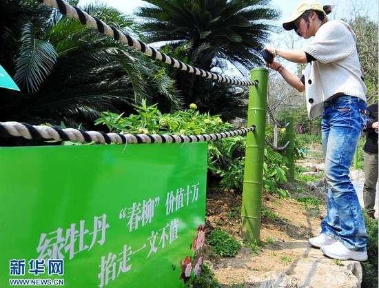武漢東湖牡丹花