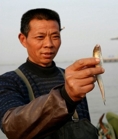 長江刀魚遭過度捕撈及生態(tài)惡化10年后或絕跡