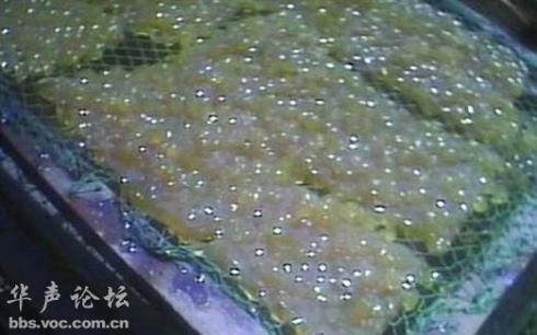 廢皮革提煉出的明膠