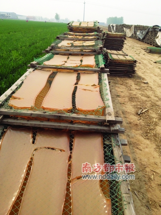 大片麥地被當?shù)匦∽鞣涣罆窆I(yè)明膠的木架占據(jù)。