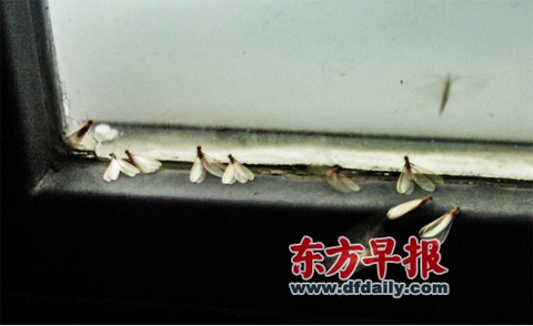 白蟻防治