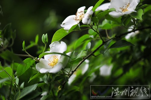 被蜈蚣咬了怎么辦