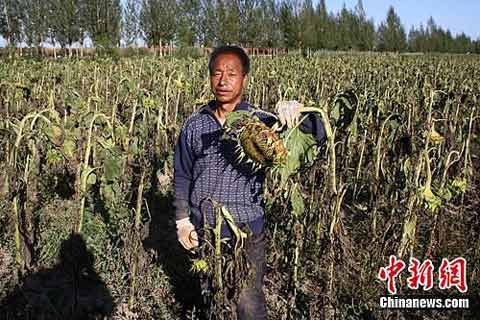 河北張家口連遭低溫冷凍災害農作物大面積絕收