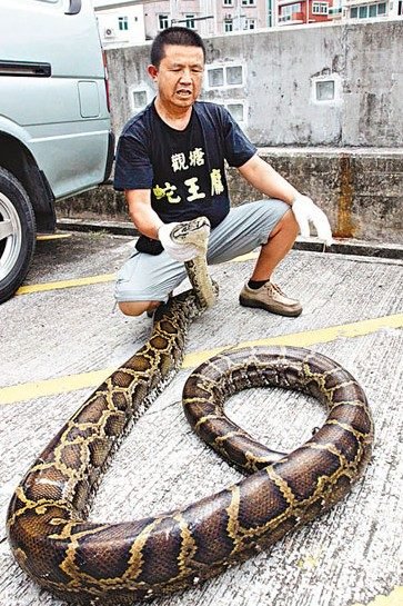 香港120歲巨蟒