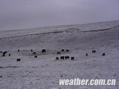 青海南部大雪低溫齊襲 道路結(jié)冰交通事故頻發(fā)