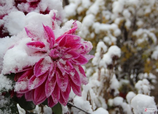 齊齊哈爾下雪了