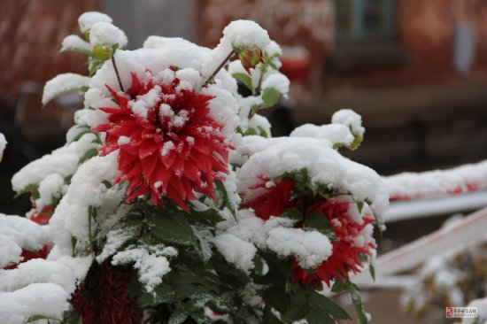 齊齊哈爾下雪了