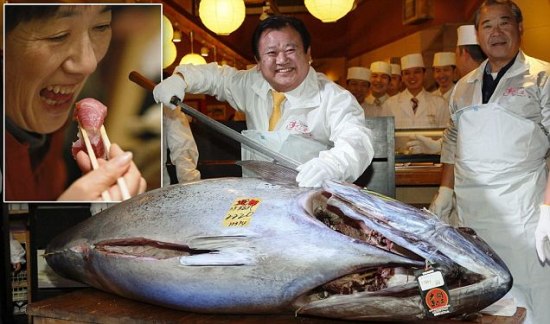 史上最貴金槍魚