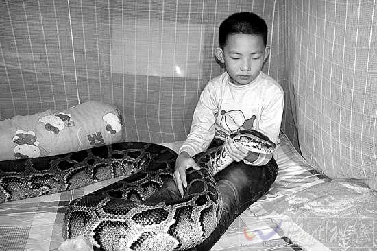 13歲少年與蟒蛇同居12年