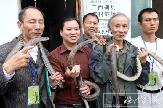 蛇的圖片