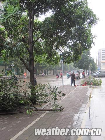 南寧市早晨短時雷雨大風(fēng)天氣，被大風(fēng)吹斷的樹枝（郭媛/攝）