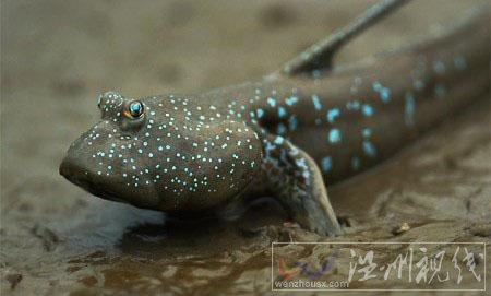 跳跳魚圖片