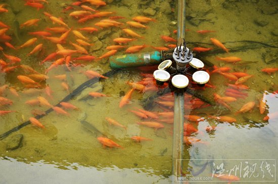 測毒金魚