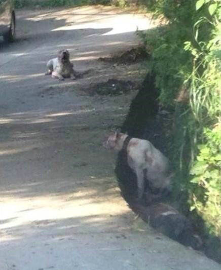 遵義康?；▓@狗咬死人現場