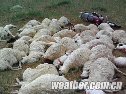 內蒙古部分地區頻遭山洪雷擊 一人受傷近百只羊死亡