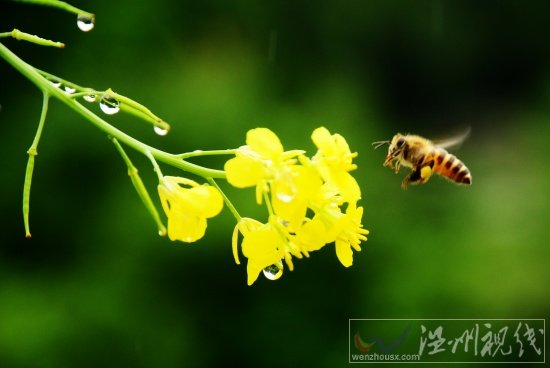 陽臺(tái)上的芥菜花