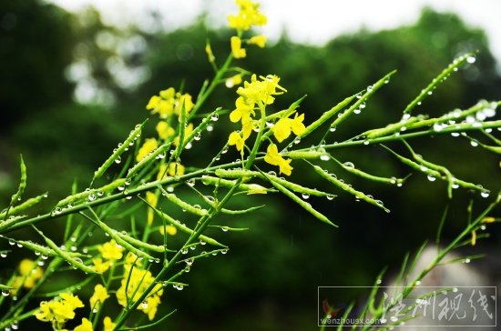 陽臺(tái)上的芥菜花