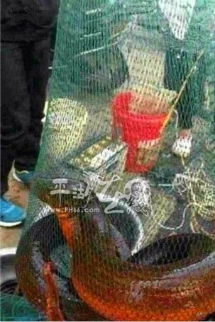 湖州長興36斤黃鱔