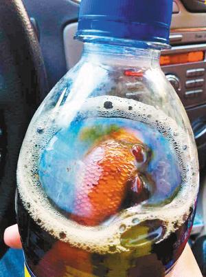 百事可樂(lè)喝出死金魚(yú)