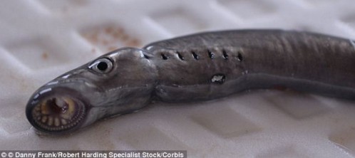 嘴上有吸盤的魚七鰓鰻被稱為吸血鬼魚
