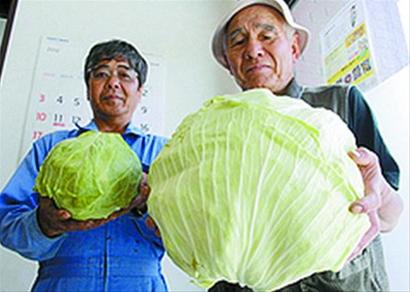 日本變異蔬菜