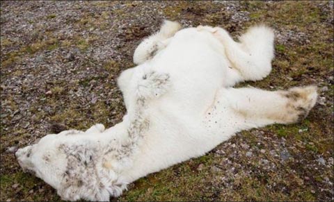 北極熊餓死圖片 冰川融化無(wú)法覓食北極熊瘦成毛毯