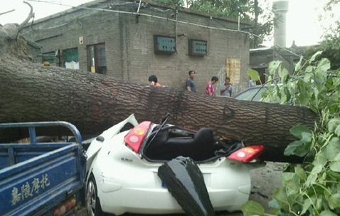 山西暴雨來襲 運城大樹被連根拔起