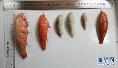 蛟龍?zhí)柪谜T捕器捕到的端足類生物