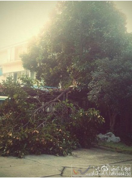 武漢大風刮倒大樹致1人死亡 城區出現大面積停電