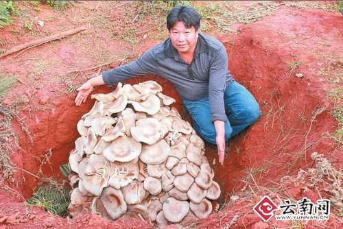 世界最大蘑菇，云南玉溪發現野生食用菌巨大口蘑重達82.8公斤