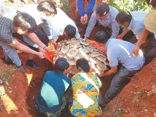 世界最大蘑菇，云南玉溪發現野生食用菌巨大口蘑重達82.8公斤