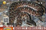 毒蛇泡酒3個(gè)月還能竄