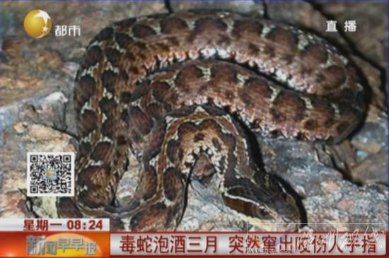 毒蛇泡酒3個(gè)月咬人