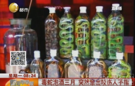 毒蛇泡酒3個(gè)月咬人