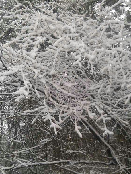 浙江下雪了，2013年冬季浙江湖州安吉第一場雪