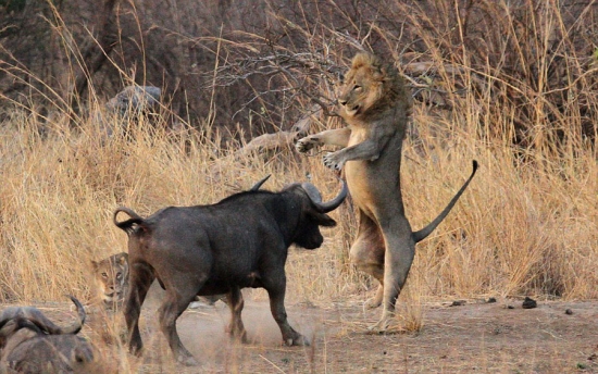 獅子與水牛大對決